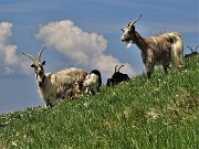 50 Anche le capre orobiche baciate dal sole tra i narcisi